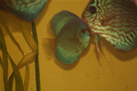 Angel Blue Diamond Discus & Red Turquoise Discus Photo Gallery