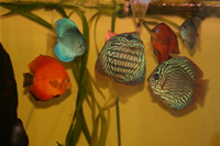 Various Discus Photo Gallery 2
