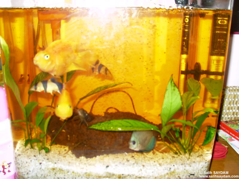 Discus, Clown Loach and Parrot Cichlid Photo Gallery