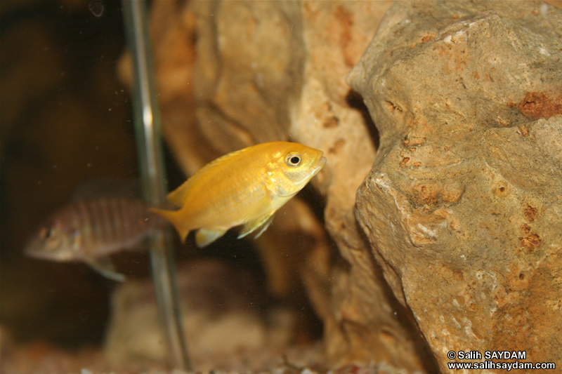 Electric Yellow Cichlid & Yellow Peacock Cichlid Photo 2
