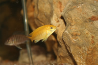 Electric Yellow Cichlid & Yellow Peacock Cichlid Photo 2