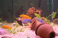 Electric Yellow Cichlid, Yellow Peacock Cichlid, Malawi Blue Dolphin Cichlid & Albino Zebra Cichlid Photo Gallery