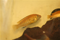 Electric Yellow Cichlid Photo Gallery 1