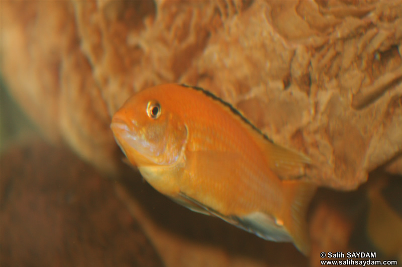 Electric Yellow Cichlid Photo Gallery 2