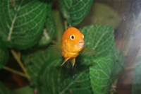 Electric Yellow Cichlid Photo Gallery 3