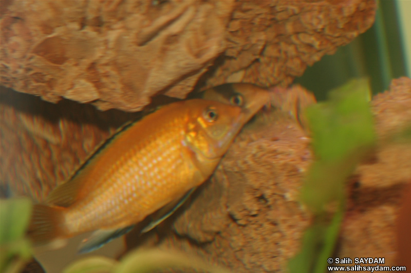 Electric Yellow Cichlid & Clown Loach Photo Gallery 1