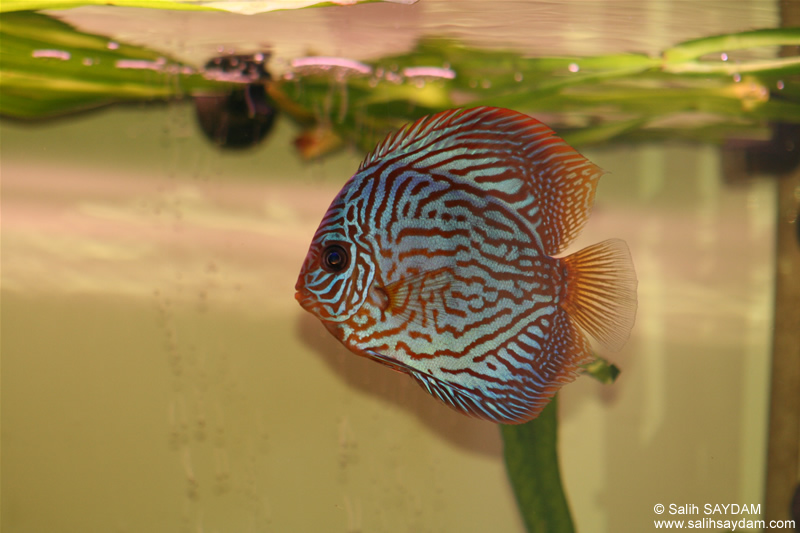 Red Turquoise Discus Photo Gallery 1