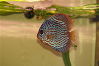 Red Turquoise Discus Photo Gallery 1
