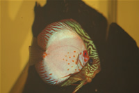 Red Turquoise Discus & White Pigeon Discus Photo Gallery