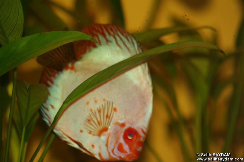 White Pigeon Discus Photo Gallery 2