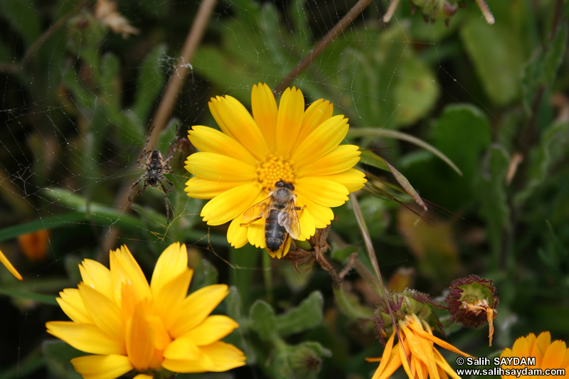 Bee and Spider Photo (Bartin, Amasra)