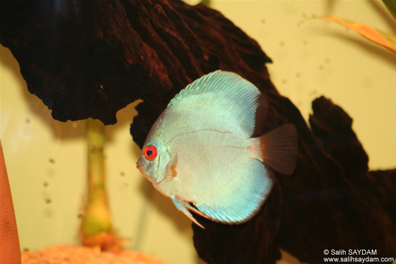 Angel Blue Diamond Discus Photo Gallery 1