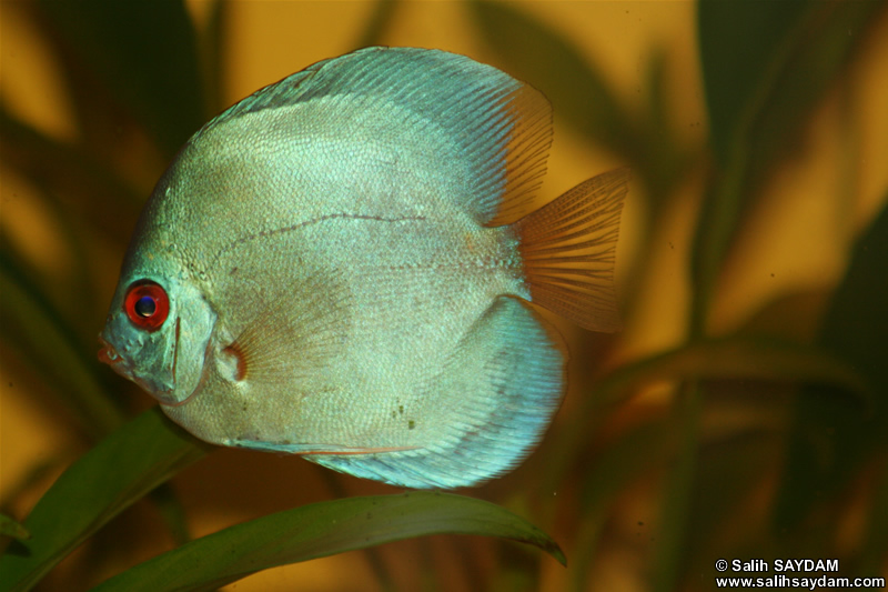 Angel Blue Diamond Discus Photo Gallery 2