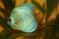 Angel Blue Diamond Discus Photo Gallery 2