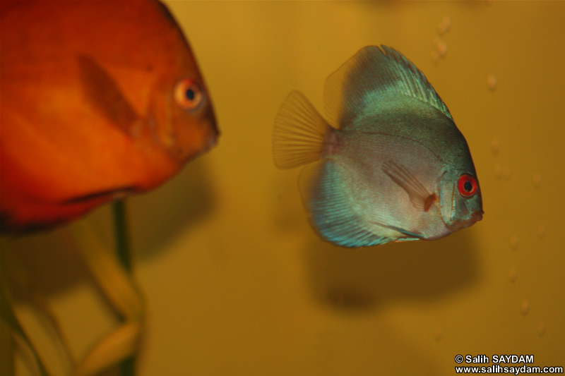 Angel Blue Diamond Discus ve Marlboro Rojo Discus Fotoraf Galerisi