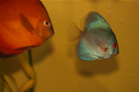 Angel Blue Diamond Discus & Marlboro Rojo Discus Photo Gallery