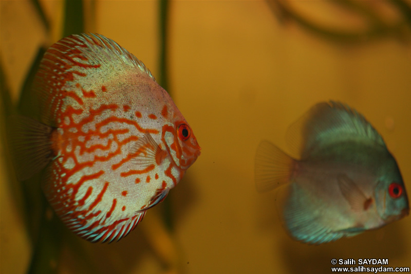 Angel Blue Diamond Discus ve White Pigeon Discus Fotoraf Galerisi