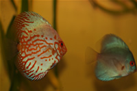 Angel Blue Diamond Discus ve White Pigeon Discus Fotoraf Galerisi