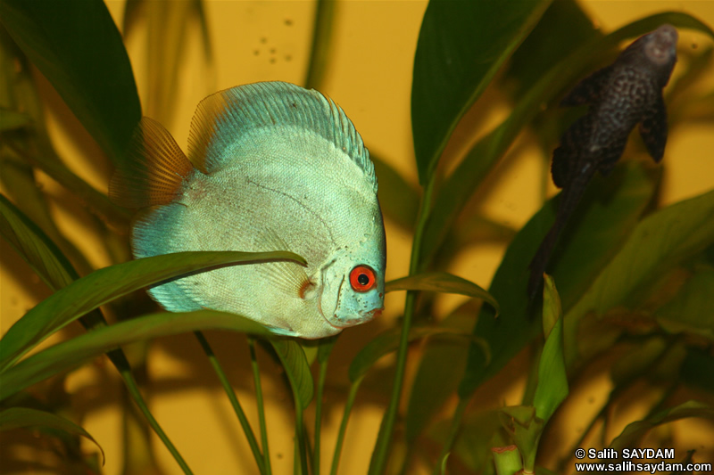 Angel Blue Diamond Discus & Pleco Photo Gallery