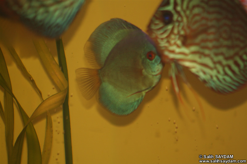 Angel Blue Diamond Discus ve Red Turquoise Discus Fotoraf Galerisi