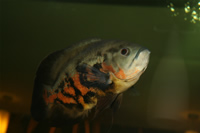 Oscar Fish Photo