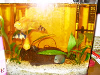 Discus, Clown Loach and Parrot Cichlid Photo Gallery