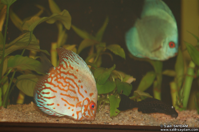 Various Discus & Pleco Photo Gallery