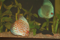 Various Discus & Pleco Photo Gallery