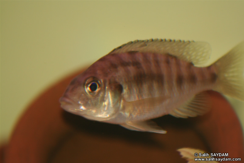 Yellow Peacock Cichlid Photo Gallery 2