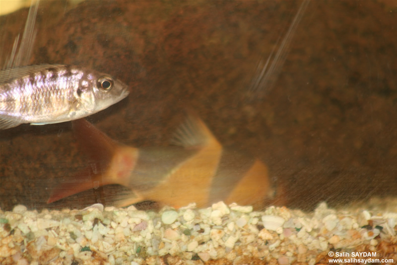 Clown Loach and Yellow Peacock Cichlid Photo