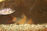 Clown Loach and Yellow Peacock Cichlid Photo