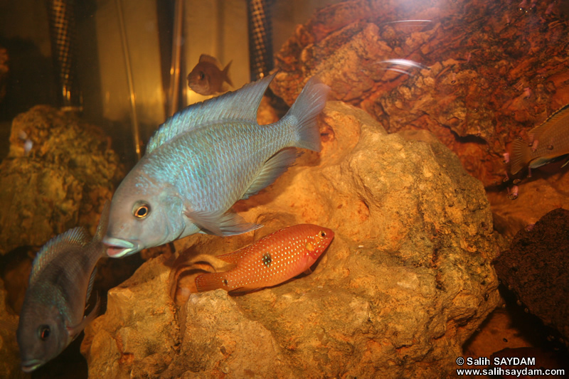 Yellow Peacock Cichlid, Jewel Cichlid & Malawi Blue Dolphin Cichlid Photo