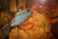 Yellow Peacock Cichlid, Jewel Cichlid & Malawi Blue Dolphin Cichlid Photo