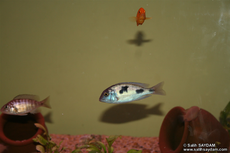 Electric Yellow Cichlid, Yellow Peacock Cichlid & Malawi Blue Dolphin Cichlid Photo Gallery