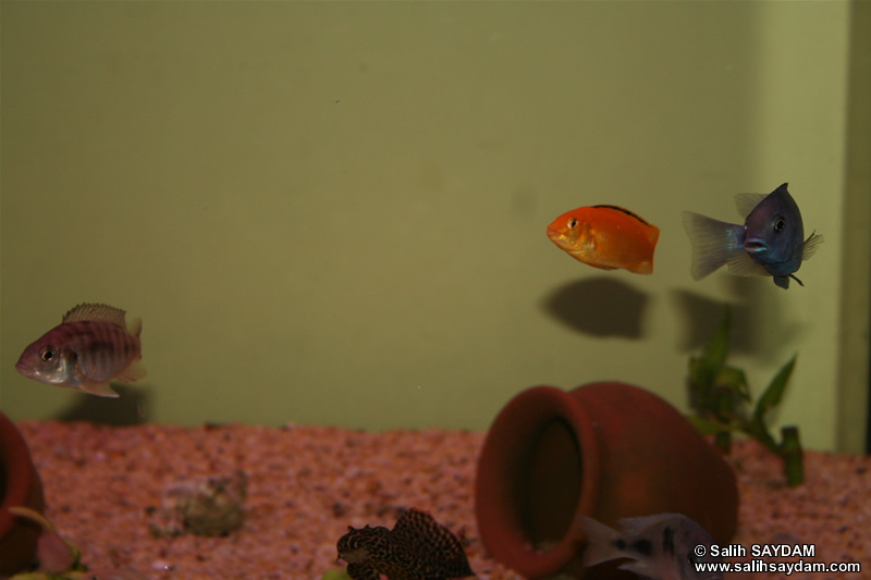 Electric Yellow Cichlid, Yellow Peacock Cichlid, Malawi Blue Dolphin Cichlid & Pleco Photo