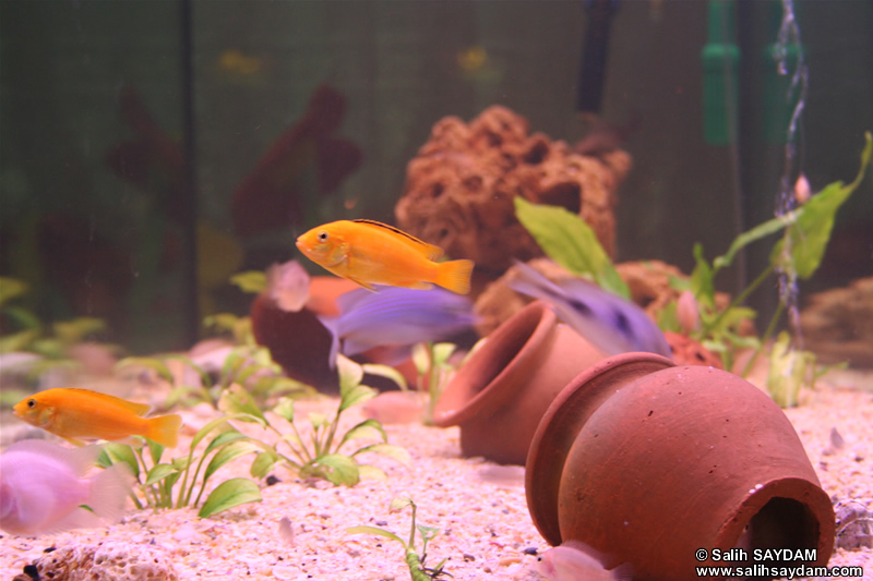 Electric Yellow Cichlid, Yellow Peacock Cichlid, Malawi Blue Dolphin Cichlid & Albino Zebra Cichlid Photo Gallery