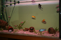 Electric Yellow Cichlid, Yellow Peacock Cichlid, Malawi Blue Dolphin Cichlid, Albino Zebra Cichlid & Pleco Photo Gallery