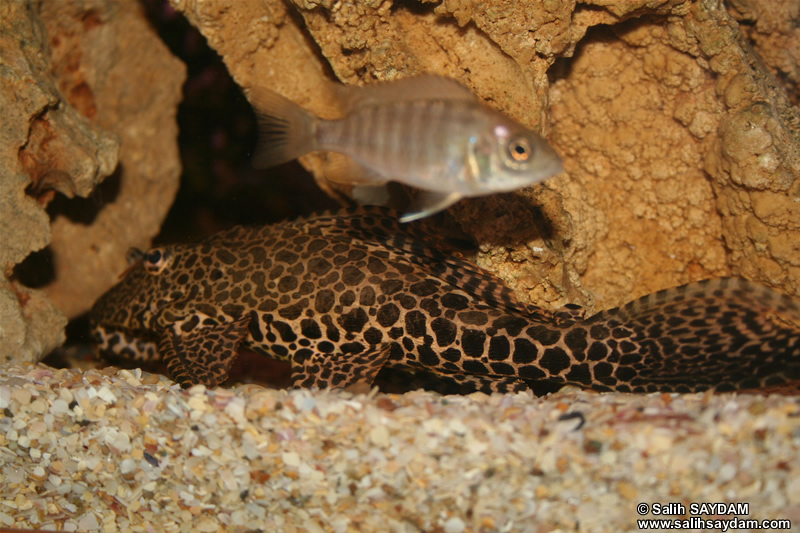 Yellow Peacock Cichlid & Pleco Photo