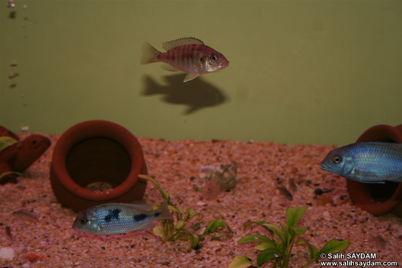 Yellow Peacock Cichlid & Malawi Blue Dolphin Cichlid Photo Gallery