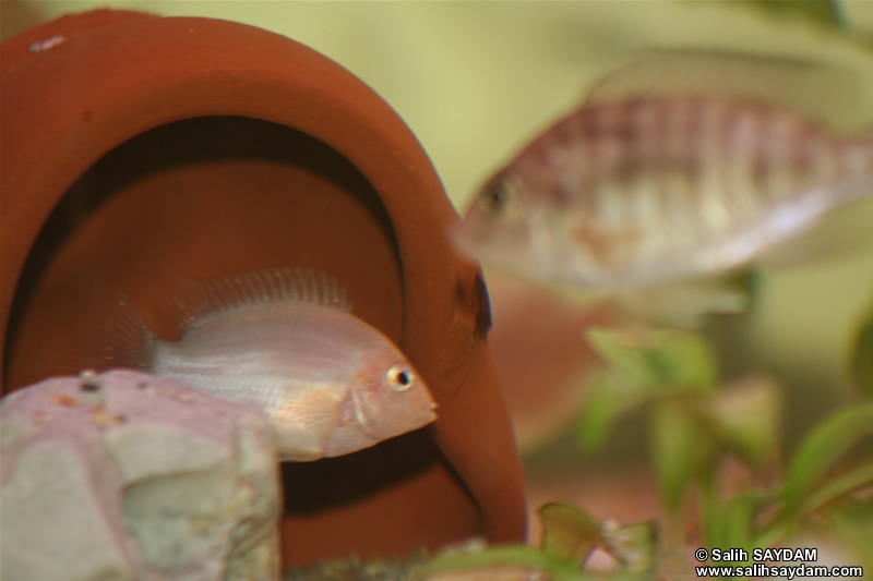 Yellow Peacock Cichlid & Albino Zebra Cichlid Photo