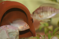 Yellow Peacock Cichlid & Albino Zebra Cichlid Photo