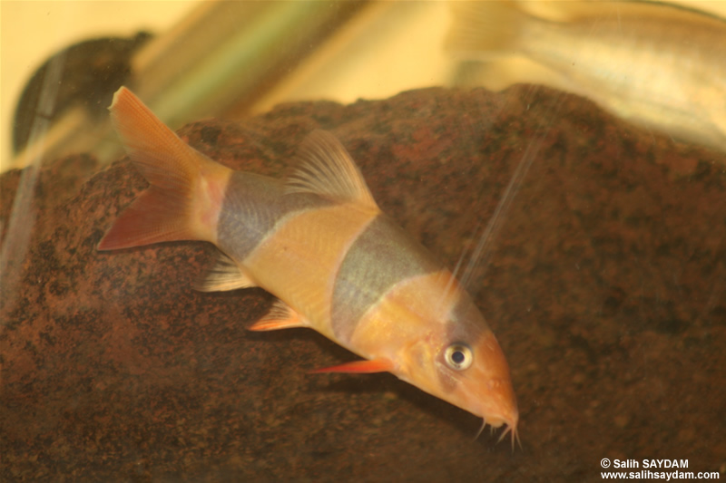 Clown Loach Photo Gallery