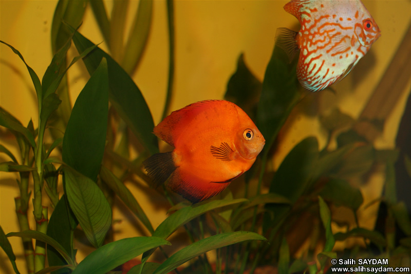 Marlboro Rojo Discus & White Pigeon Discus Photo Gallery