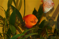 Marlboro Rojo Discus & White Pigeon Discus Photo Gallery