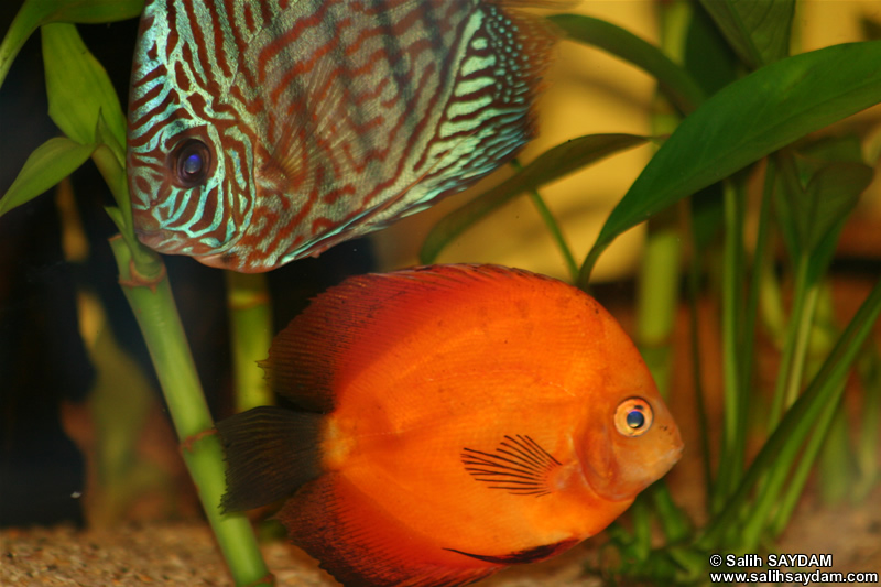 Marlboro Rojo Discus & Red Turquoise Discus Photo Gallery