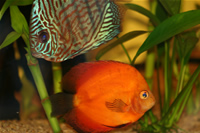 Marlboro Rojo Discus & Red Turquoise Discus Photo Gallery