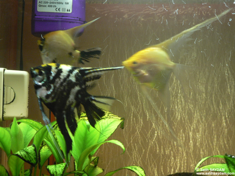 Angelfish Photo Gallery