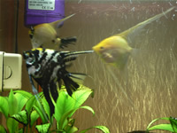 Angelfish Photo Gallery