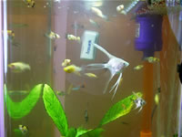 Angelfish and Velifera Photo