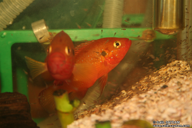 Jewel Cichlid (Breeding) Photo Gallery